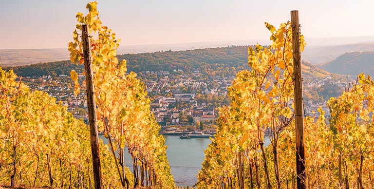 Autumnal vineyards in Rüdesheim, Germany